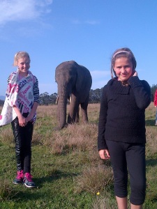 elephants kids